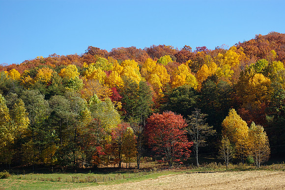 November Colors -- Ellijay GA
