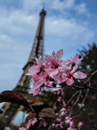 TheEiffelFlower