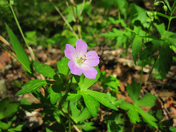 Wild Geranium