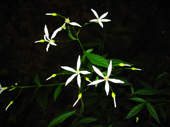 Bowman's Root