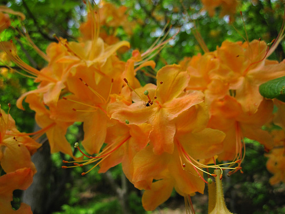 Flame Azalea